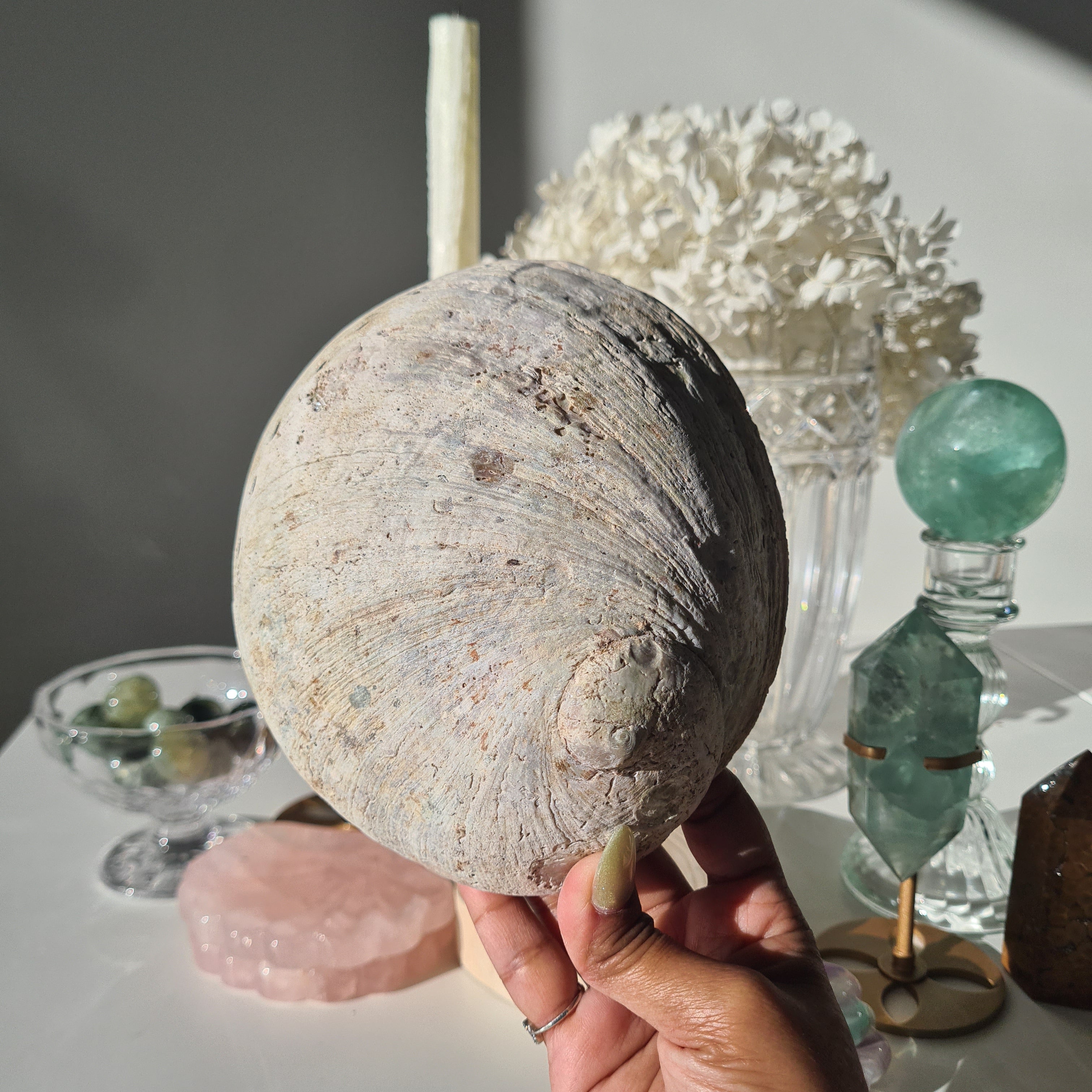 Abalone Shell 🐚 | D | Large