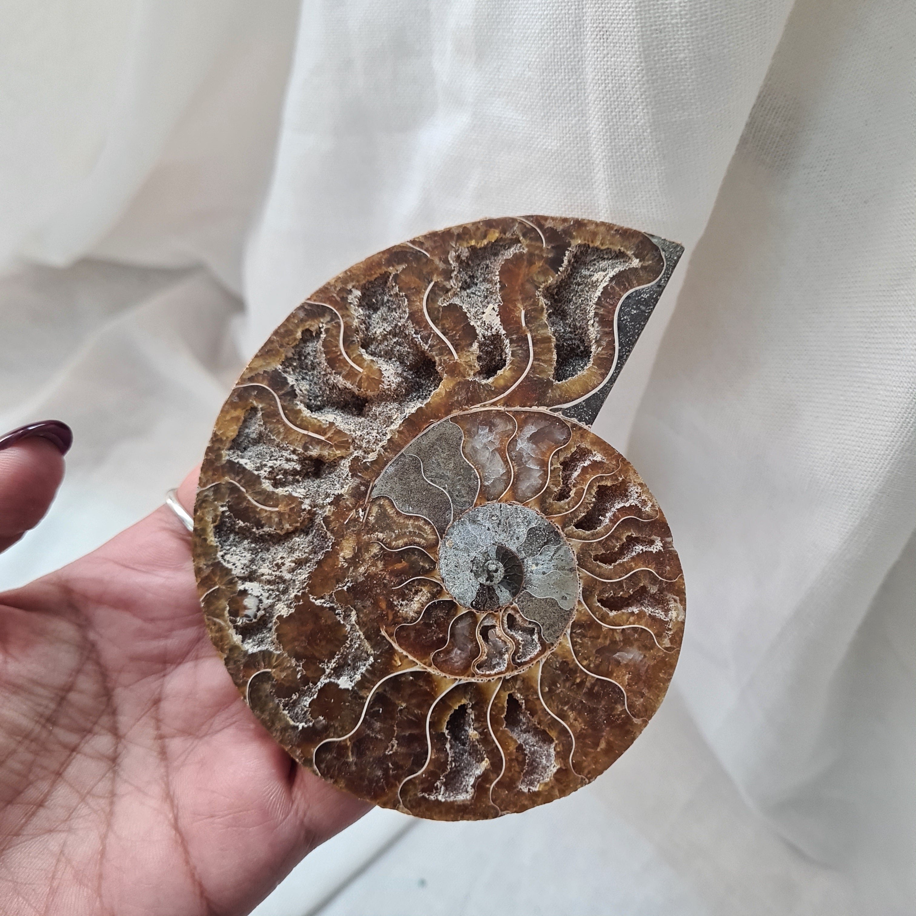 Ammonite fossil | Madagascar