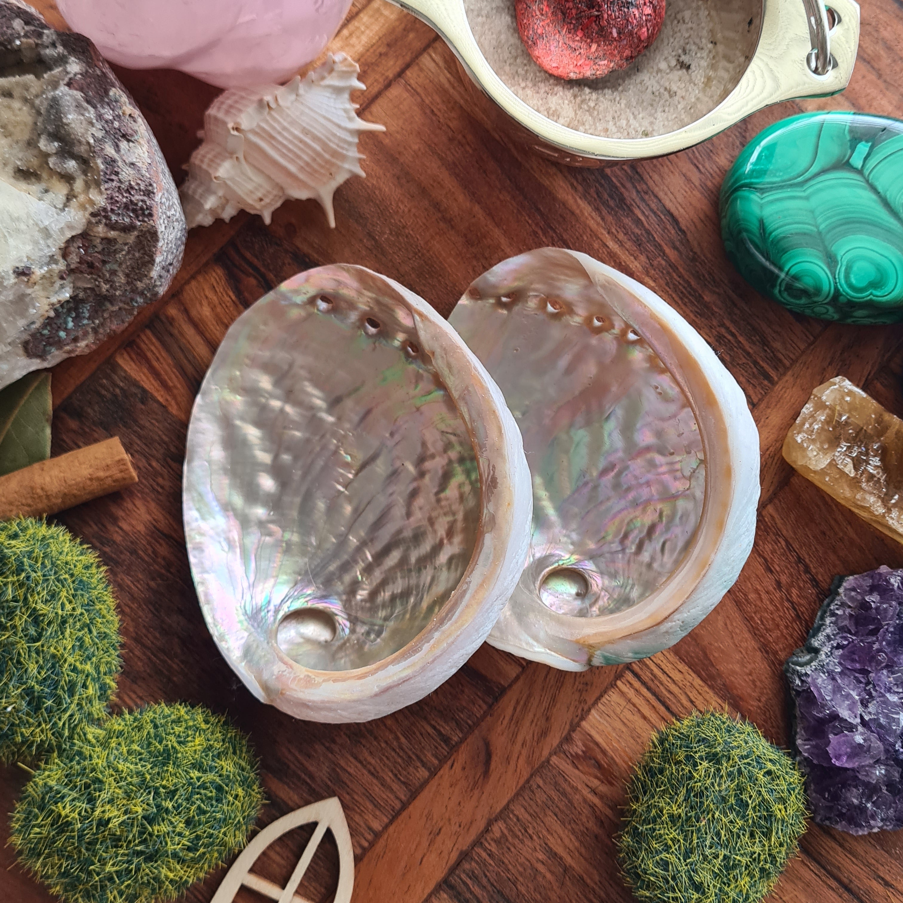 Mini Abalone Shell 🐚 | 1 Piece