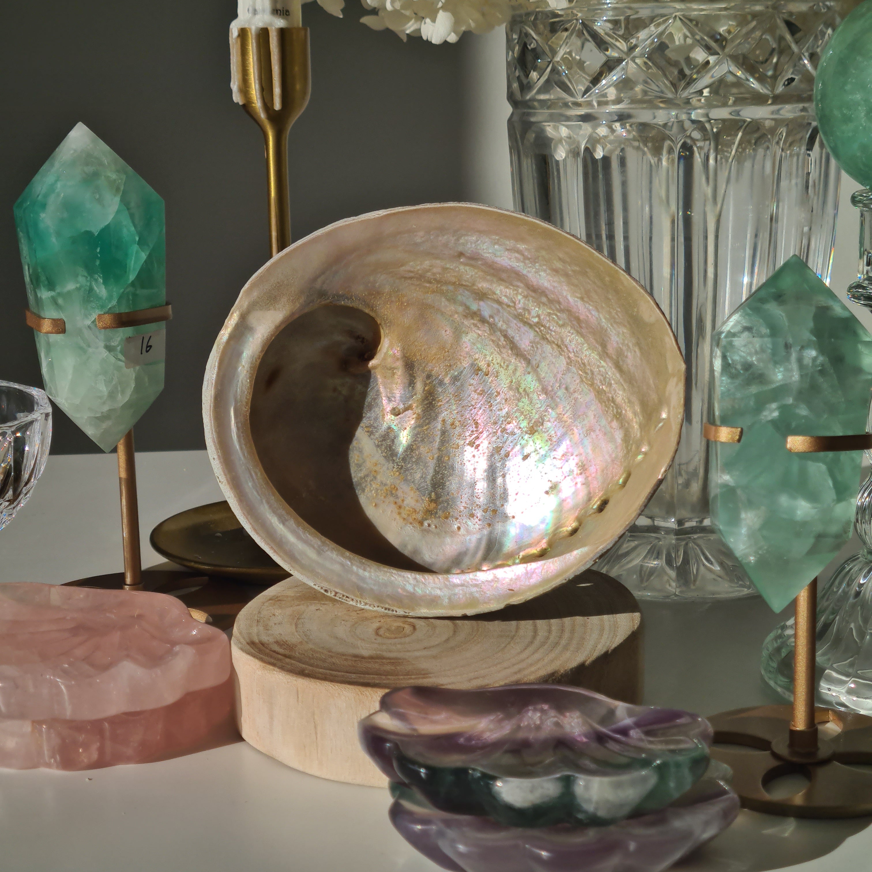 Abalone Shell 🐚 | C | Large