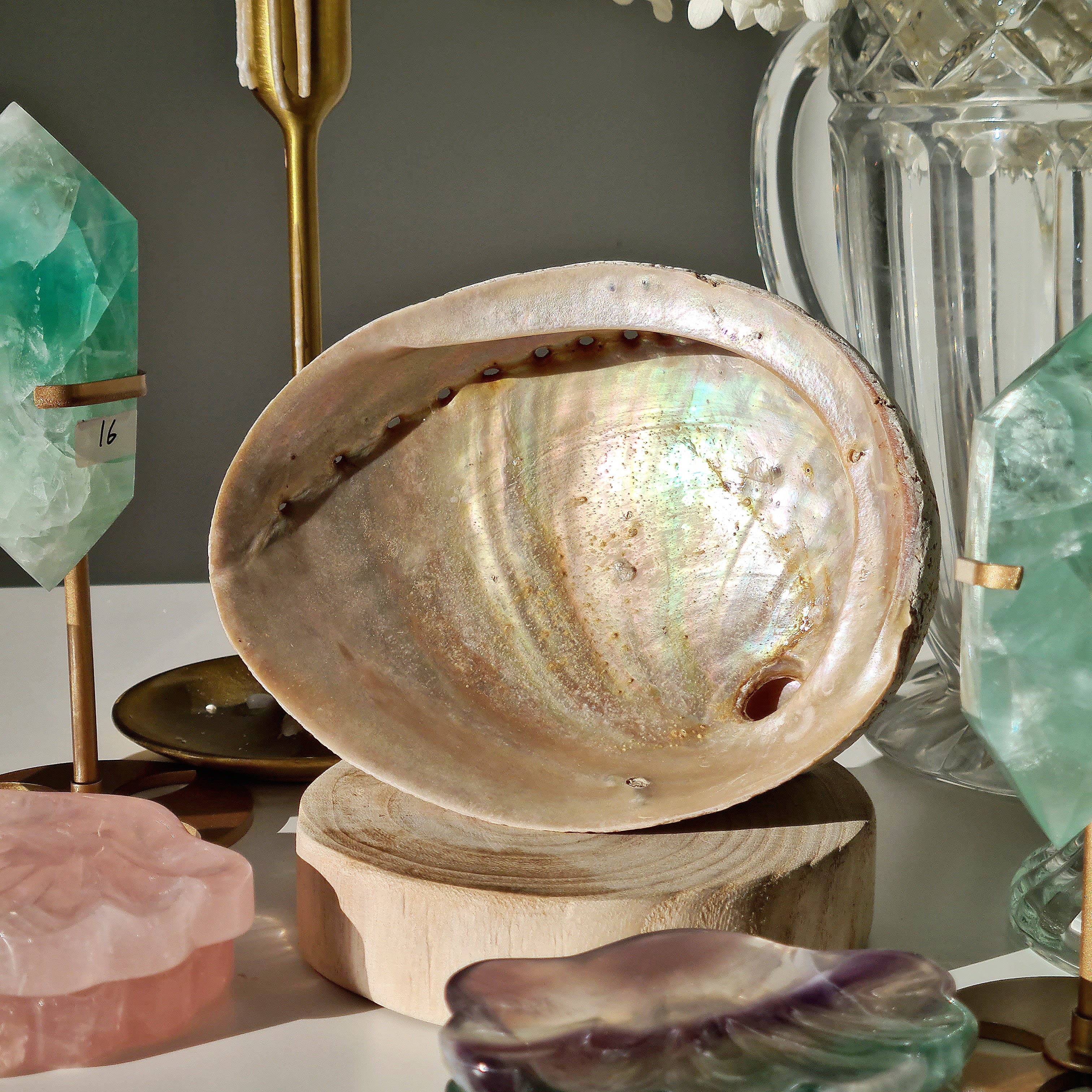 Abalone Shell 🐚 | A | Large