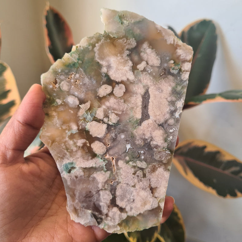 Flower Agate Slice ~12