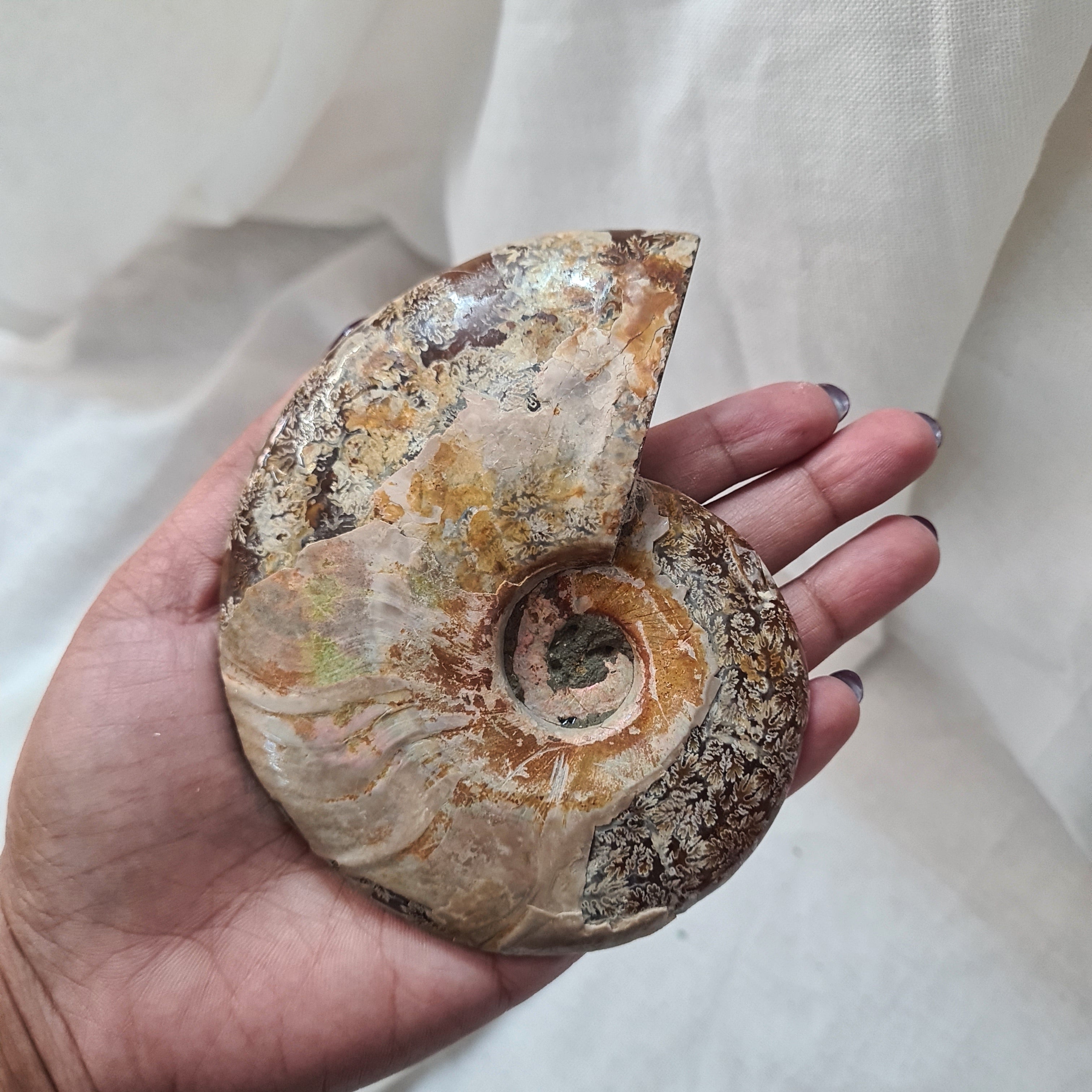 Ammonite fossil | Madagascar