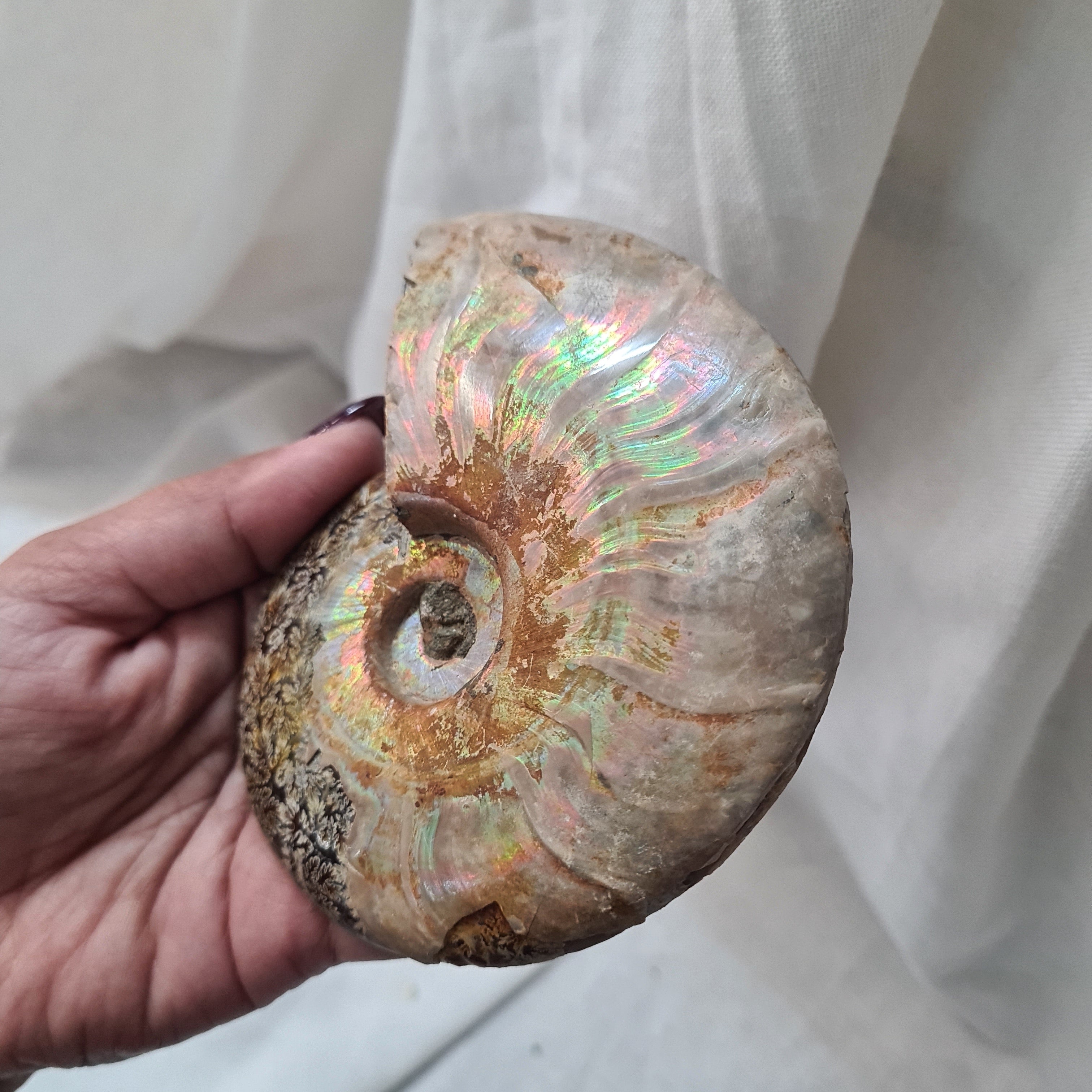 Ammonite fossil | Madagascar