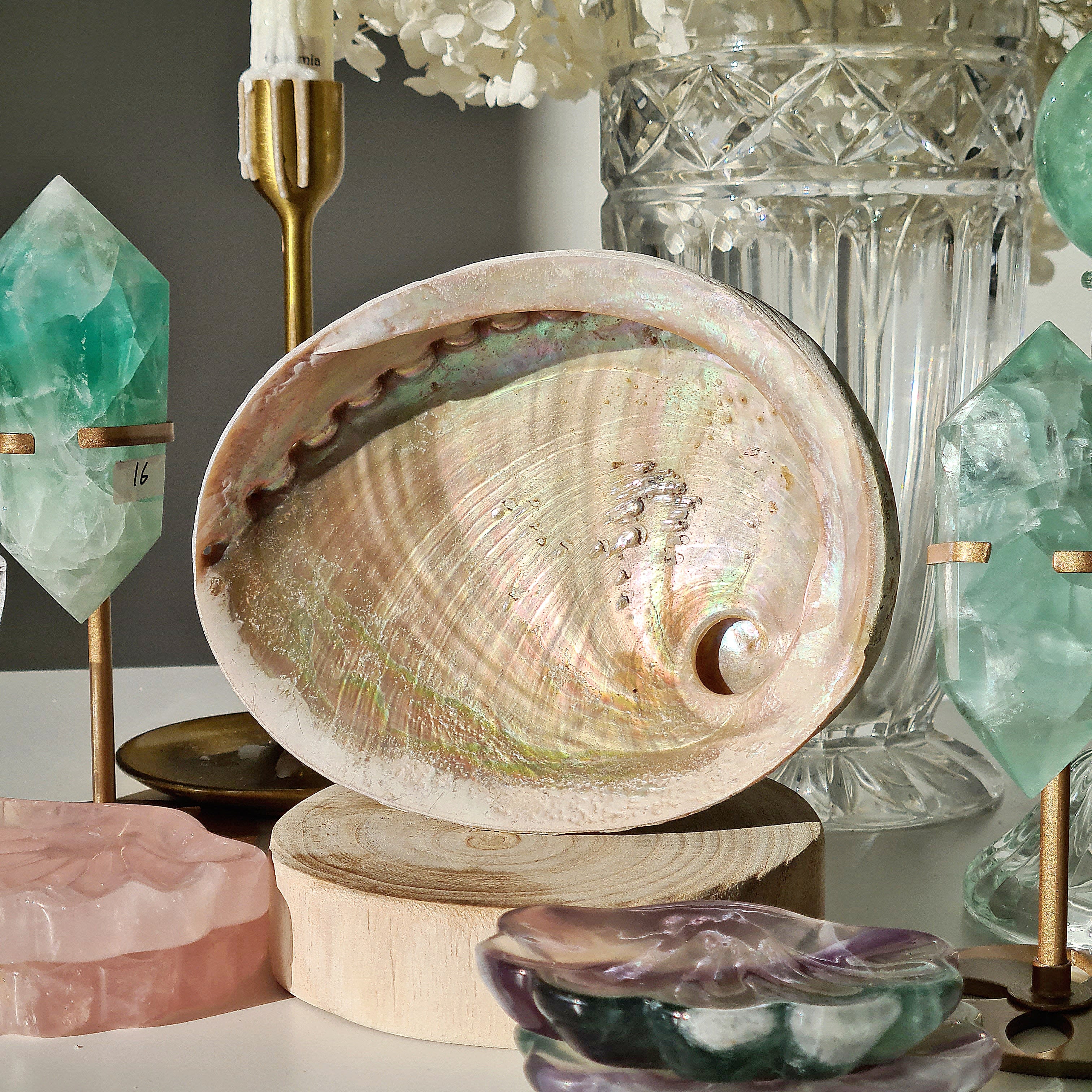 Abalone Shell 🐚 | B | Large
