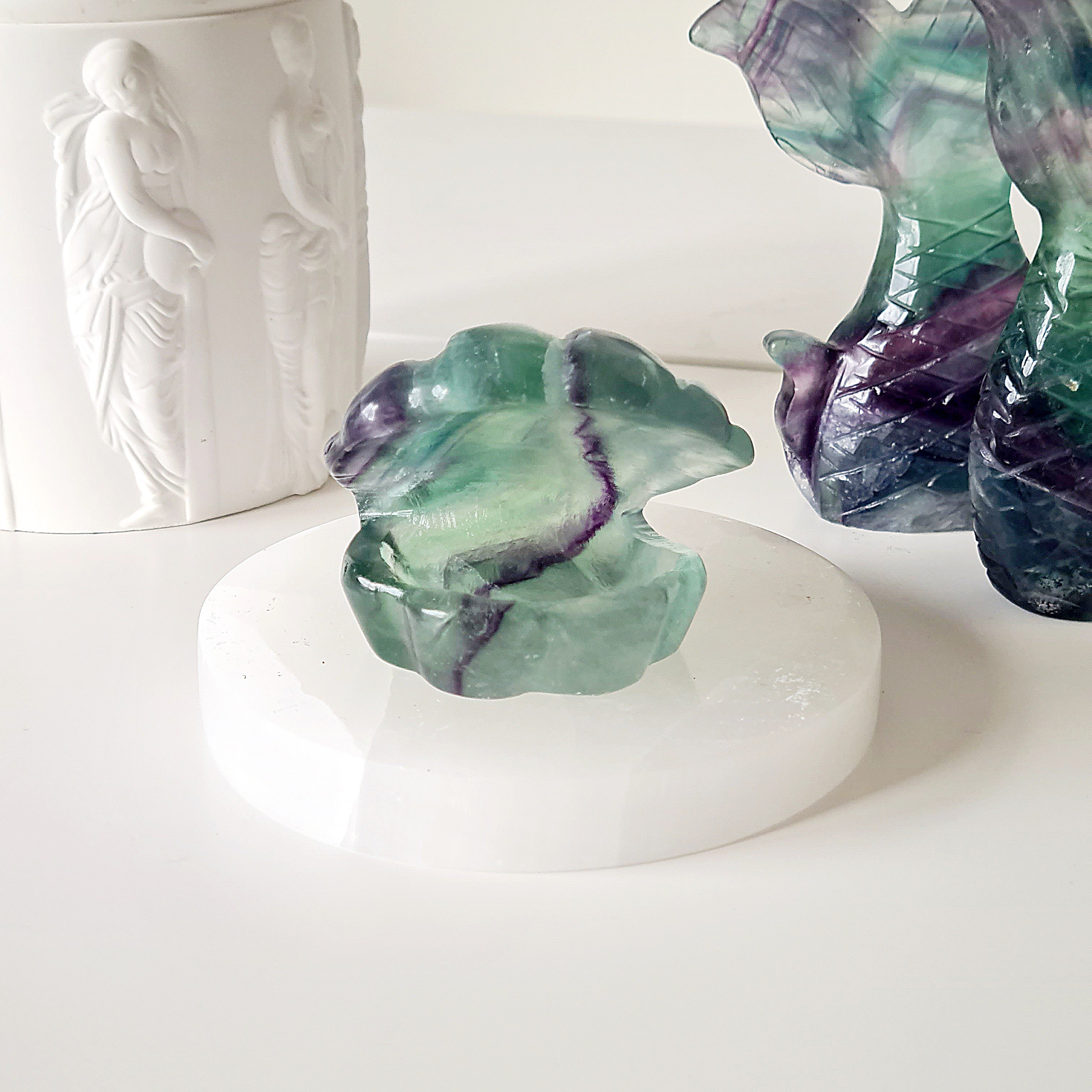 Mermaids Treasure Shell 🐚 | 6 | 6 cm